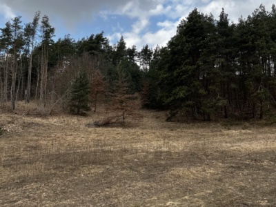 Działka | Pacółtowo dz. 374/9 | 0,8556 ha